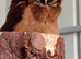 Asian wood owls