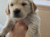 Golden retriever pups  only 1 female   2  males available  absolutely stunning litter ready to leave 11th august