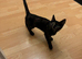 Sphynx cross kitten female