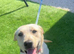 Labrador girl 8 months old