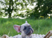 KC French Bulldog Puppies Lilac, Black Tan, Fawn