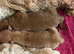 Tiny 2 boy poodles