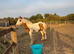 4y. old piebald gelding pony approx. 12.3hh