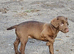 Patterdale terrier pups for sale ready to leave now