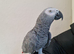 African Grey Tamed & Talking