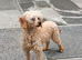3 female poodles