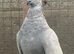 Beautiful pigeons