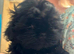 Imperial Shih Tzu pups