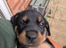 Pure breed Lithuanian hounds 2 puppies looking forever home