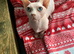Stunning Bambino Male Available
