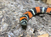 Tricolour Hognose Snake at Birmingham Reptiles