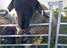 Suffolk rams