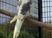 Pied Cockatiels