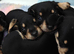 Schnauzer x Daschund F1 Schnoxies puppies