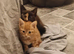 9 week old ginger female kitten