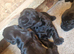 Giant schnauzer puppy's