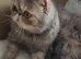 Wonderful Exotic Shorthair Female