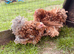 Two frizzle feathered Pekin girls