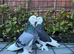 4 west of england pigeons