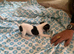 Small tri jack Russell