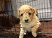Beautiful Golden Cockapoo Puppies