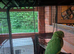 Baby Ringneck