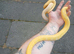 Reticulated python phanton lavender