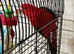 Baby King parrots Glasgow