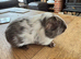 Beautiful baby Guinea Pigs