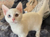 RAGDOLL X MALE READY NOW