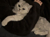 Female British shorthair