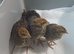 4 Coturnix quail chicks