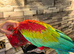 Beautiful handreared super tame Macaw