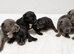 Beautiful Staffordshire pups