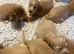 Cocker spaniel puppies