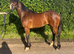 Serious HOYs Prospect Registered Section D Gelding to make 15hh+
