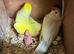 Breeding Pair Ringnecks