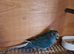 Kakariki male
