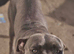 15 month old female cane corso