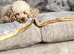 Apricot stud dog