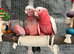 Baby Handreared Super Tame Cuddly Friendly Galah Cockatoo Parrot,1