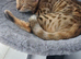Urgent rehome