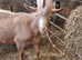 Golden Guernsey billy goat