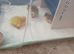 Indian Runner Ducks & Fertile Hatching Eggs