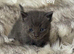 Half ragdoll kittens