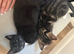GORGEOUS KITTEN GIRL READY TO REHOME!