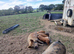 Kune kune piglets