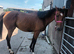 Bright bay tb mare registered weatherby