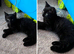 12 week old male kitten