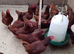 Rhode Island Red Chicks Hatching Soon &ndash; Reserve Now